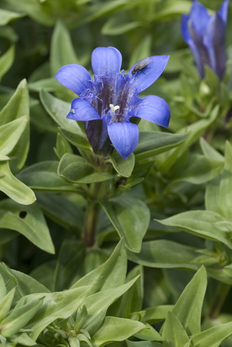 Gentiana septemfida